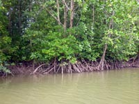 The mangroves at Bang Rong