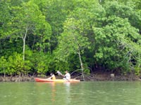 kayaking around the mangroves