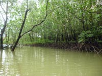the project is designed to protect the mangroves