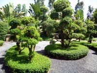 Bonsai Zone at the Phuket Botanic Garden