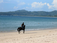 There is a horse riding club near Bang Tao Beach