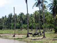 in the interior of the island, water buffalo peacefully graze